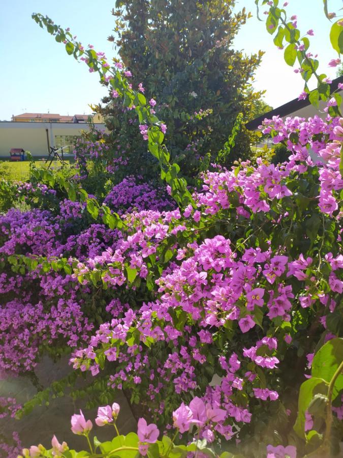 קמאיורה B&B Villa La Bouganville מראה חיצוני תמונה