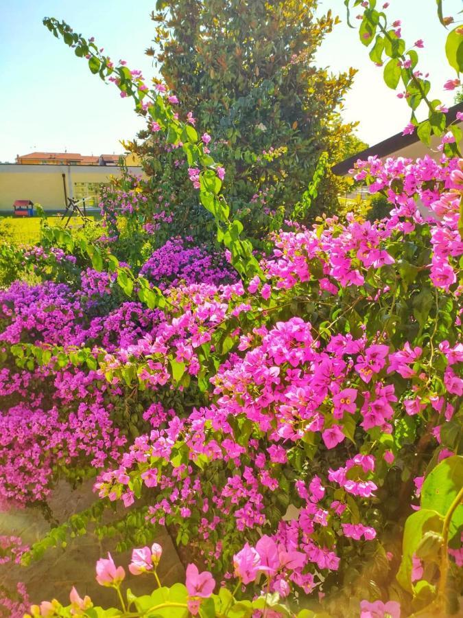 קמאיורה B&B Villa La Bouganville מראה חיצוני תמונה